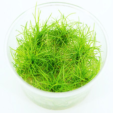 Buy2Get1Free Dwarf Hairgrass Eleocharis Parvula Mini T/C Cup Live Aquarium Plant
