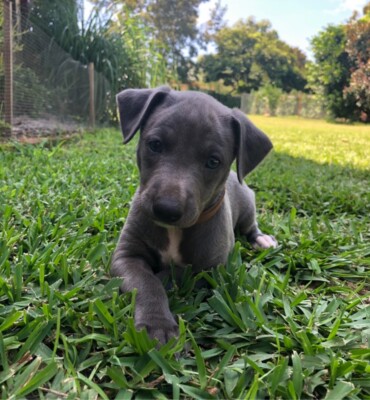 whippet puppies gumtree