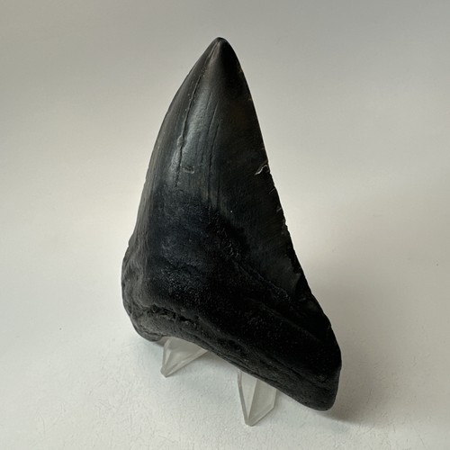 Megalodon Shark Tooth 4.48 Inch - Beautiful - Black Fossil - Real Teeth 19752 - Picture 2 of 8