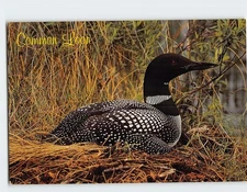 Postcard Nesting Common Loon