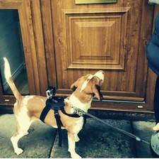 Gopro Dog Harness