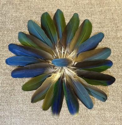 20 Naturally Molted Blue Green Macaw Feathers 8  - 5.25 