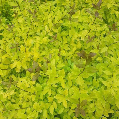 Lemon & Lime Privet Shrub Ligustrum Ovalifolium Bush 2L Plant Evergreen  Shrubs | eBay UK