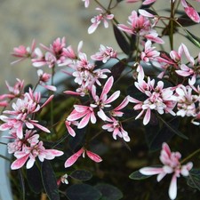 Euphorbia plug plants shades in pink flowers garden pot basket bed, pack of 3
