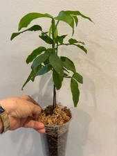 Mamoncillo Quenepa Spanish Lime tree seedling- similar to pictured