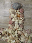 natural shell encrusted 20 X 16"  Religious Cross Crucifix Wall Decor Spiritual — photo 3