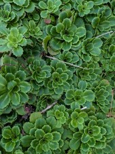 5 X Saxifraga X urbium London Pride (None so Pretty) bare root clumps