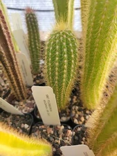 Pilosocereus machrisii (GO 839) (cactus - succulent - plant)