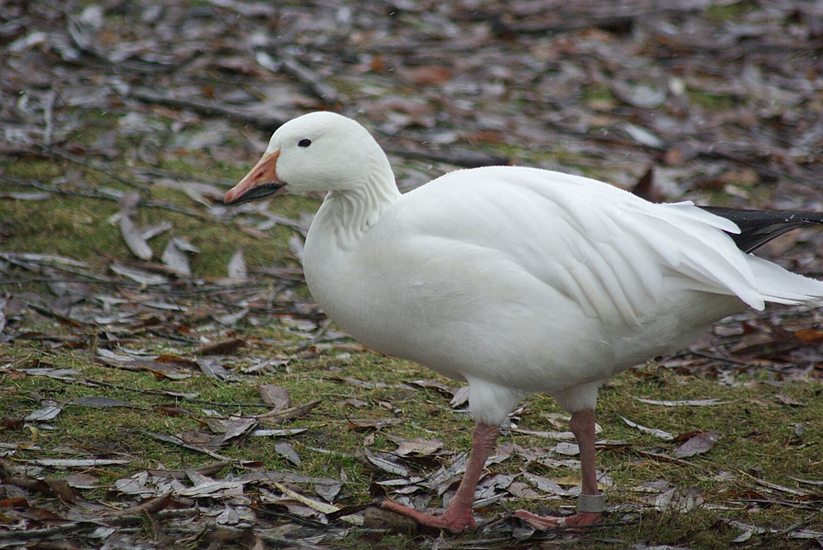 Snow Goose Reference Lesser Snow Goose Taxidermy / Decoy Carving Reference Photo Cd | eBay
