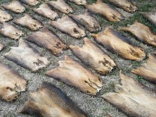 TOP XXL Nutria Felle  Larp Mittelalter basteln  NEU 55-70cm *SCHNÄPPCHEN*