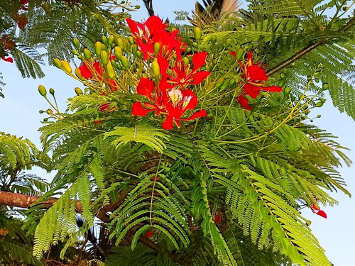 5 X DWARF POINCIANA SEEDS-DELONIX REGIA-FEATURE PLANT-FLOWERS SHADE GARDEN TREE - Picture 3 of 9
