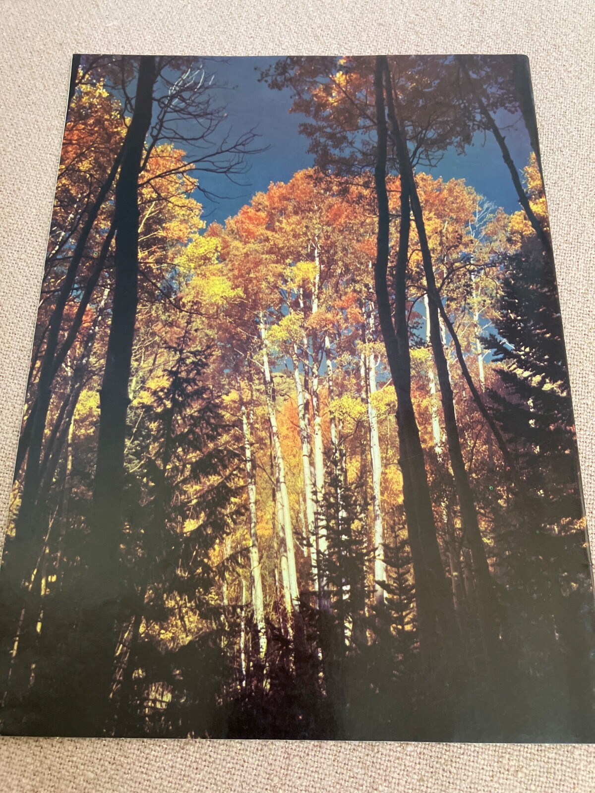 Picture 10 of 10