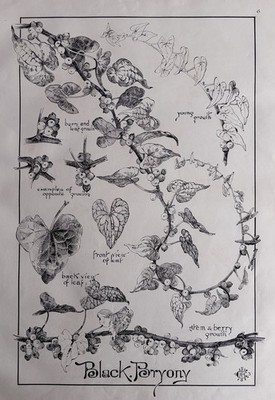George C. Haité (1855-1924) Large Ink Botanical Drawing ''Black Bryony'' Published