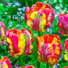 50 Tulip Flower Seeds Much Less Money Than Bulbs