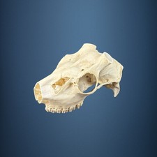 580KU Crane de cerf, bois de cerf, massacre, trophée, Diametre 34-31mm 