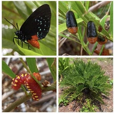 7 Atala Caterpillars, Atala Butterfly, live Caterpillar, live insect 