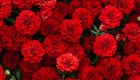 360 Seeds RED French Marigold - Tagetes patula Nana Double Brocade