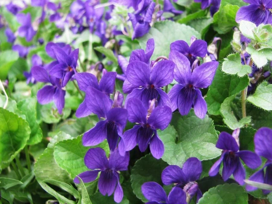 Viola odorata 2024