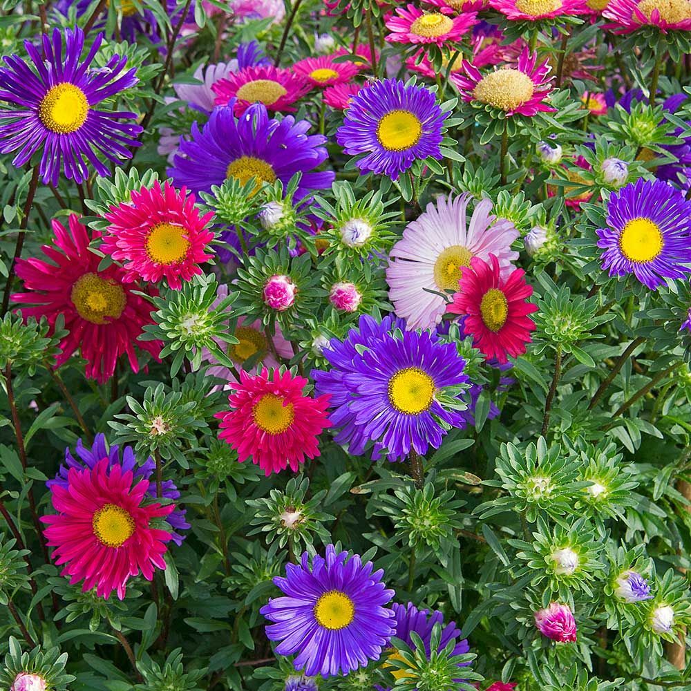 Single Mix China Aster Seeds, Beautiful Daisy Like, FREE
