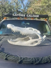 Real 22 Inch Gator Skull - Pathological - Alligator mississippiensis