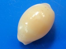 Cypraea cinerea JAUNE Martinique (Fort de France) NAINE 18,2mm F+++ n24