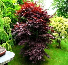 "BLOODGOOD" Red Japanese Maple Tree Seeds (Palmatum atropurpureum) Hardy Bonsai