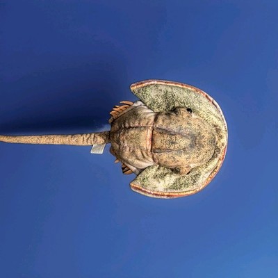 Ocean Horseshoe Crab 17.75'' Plush Stuffed Animal - Pre-owned, Non Used