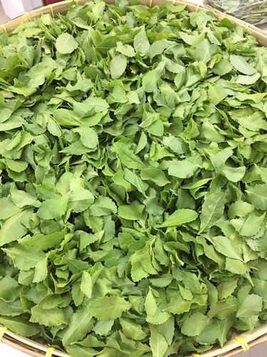 Thai Herb Pluchea Indica Tea Healthy Antioxidant Blood Pressure kidney disease - 第 9/14 張圖片