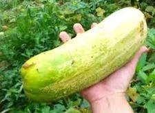 RARE JUMBO CUCUMBER -10+ SEEDS -COMBINED  SHIPPING DISCOUNT -US  SELLER