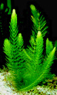 Hornwort ( 10 Lbs ) Pond Weed Aquatic Plant Oxygenation & Fish Breeding
