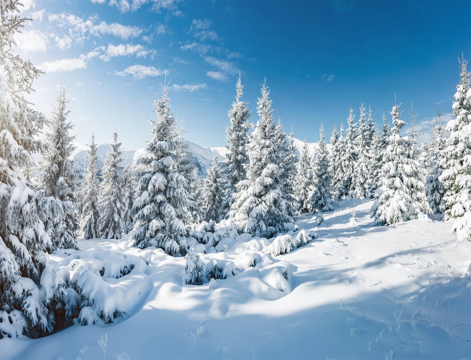 Fondo de vinilo de 10x8 pies de invierno bosque nevado naturaleza paisaje foto fondo Foto 4 de 4