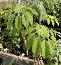 Brassaiopsis mitis Snowflake Tree Semi Evergreen Perennial Plug Plant