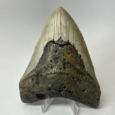Megalodon Shark Tooth 4.94 Inch - Beautiful - Wide Fossil - Authentic 20233