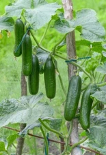 Muncher Cucumber Seeds | Heirloom | Organic | Pickling | Slicer | Productive