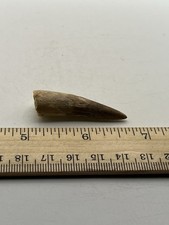 Spinosaurus 2.25” TOOTH  Teeth Dinosaur Fossil T Rex Cretaceous Morocco F76