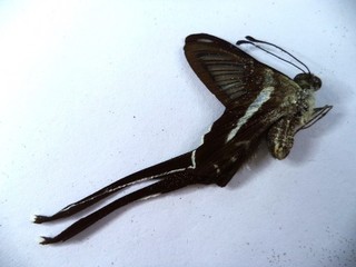 UNMOUNTED BUTTERFLY LAMPROPTERA MEGES 1 PC.