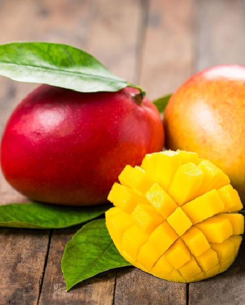 PIANTA DI MANGIFERA INDICA MANGO IRWIN H 140CM, FOTO REALI