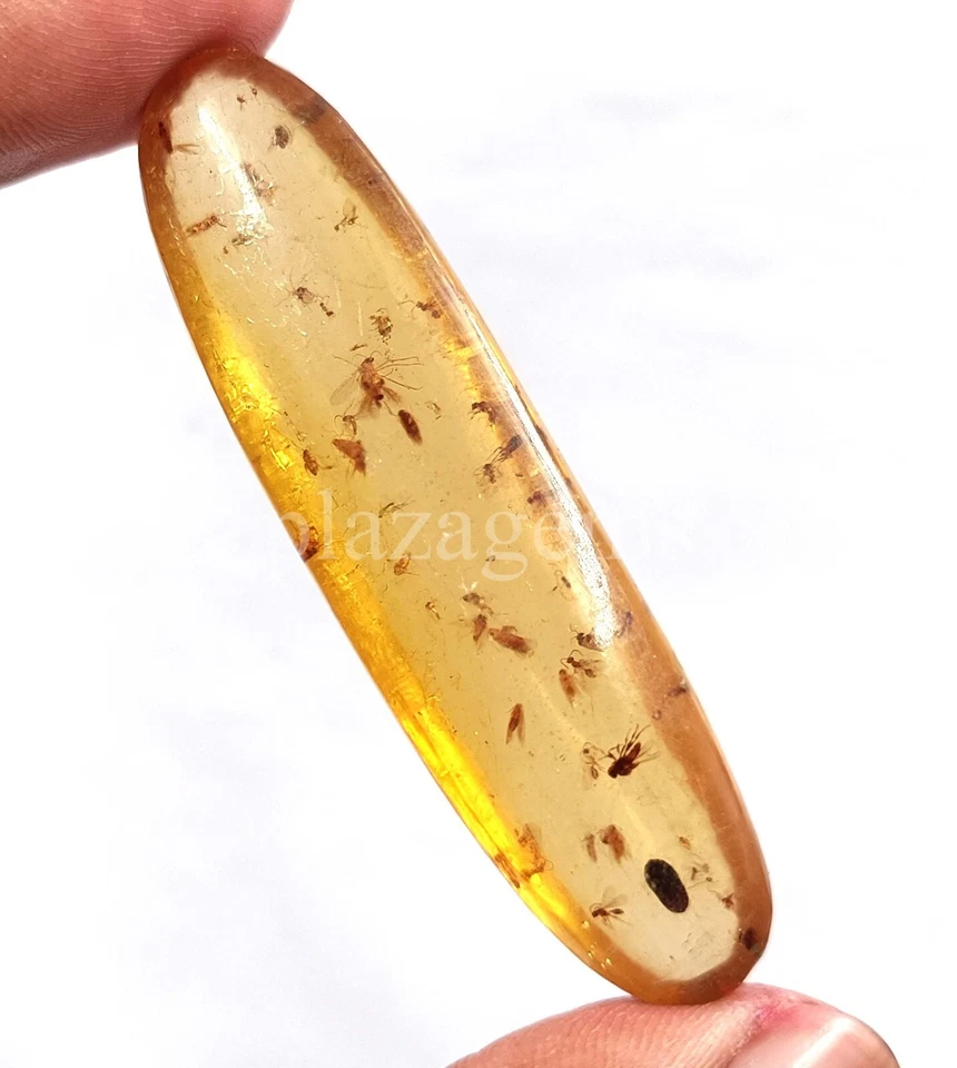 37.80  Natural  Amber Insect Inclusion Certified Loose Gemstone 5ARN - Image 2 of 4