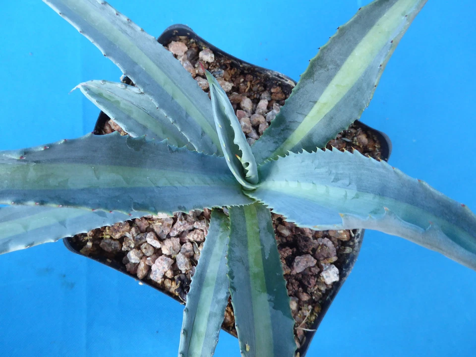 Agave americana medio-picta "Lemon Lime" VARIEGATED! RARE 6"-10" Wide NICE  - Image 2 of 4