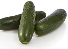 Bristol Hybrid Cucumber Seeds