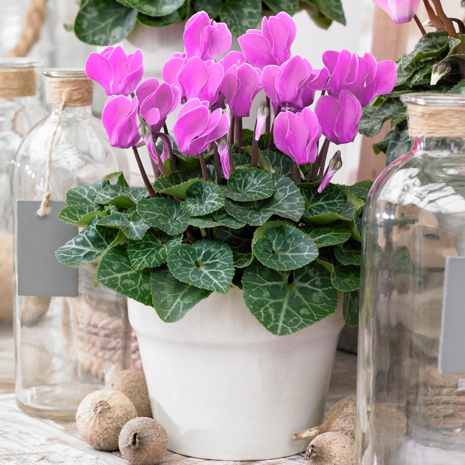 Colourful Pink Cyclamen persicum - Deciduous Perennial Hardy Plant 25-35cm
