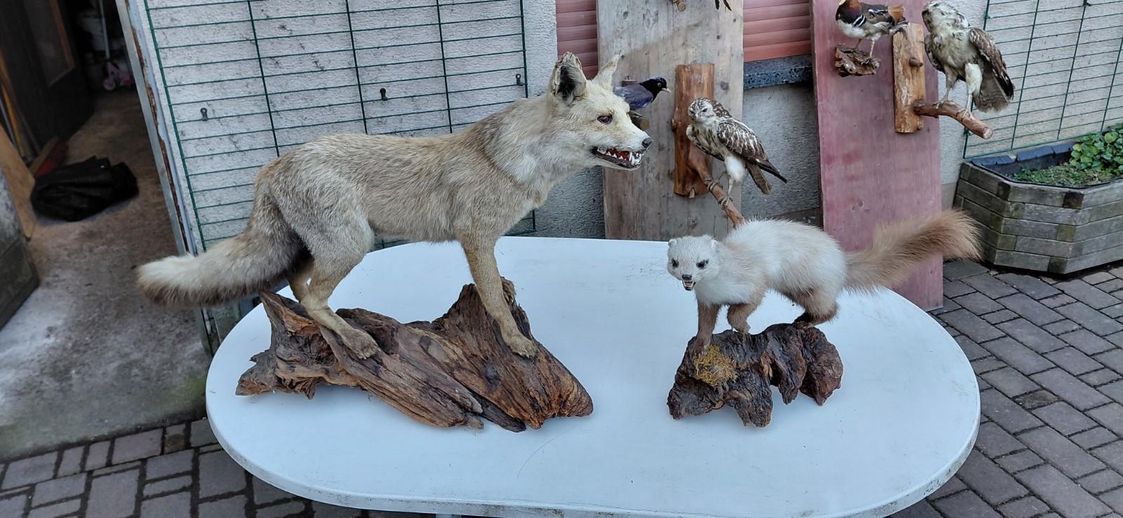 Kuscheltiere