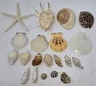 NATURAL OCEAN SEA SHELLS MIX LOT 20 PC LAMBIS STARFISH