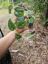 LIVE Plant Silver Satin Scindapsus Pictus vine houseplant in 2.5" pot Rooted 10+