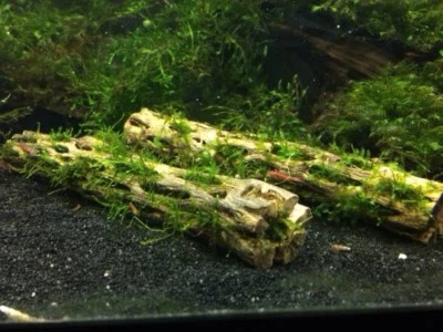 cholla wood aquarium fish