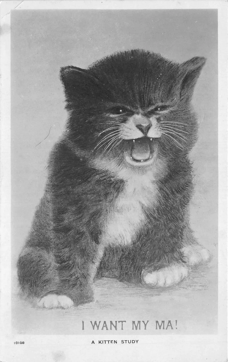Lot 94 i want my ma a kitten study cat animal uk eBay