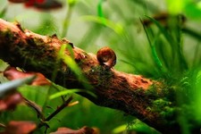 15 assorted Ramshorn snails, Pea puffer feed and algae cleanup 1 oz Java moss