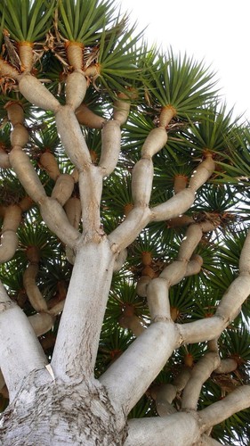 20 fresh Dragon Tree Seeds (Dracaena Draco, Dragon's Blood) - 第 2/2 張圖片