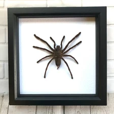 Giant Tarantula Bird Eating Spider (Haplopelma minax) Deep Shadow Frame Display