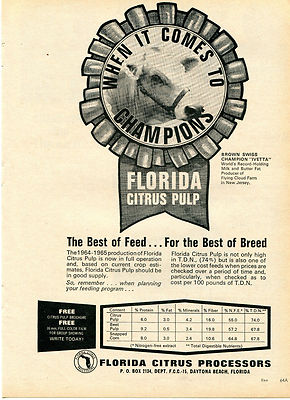 1965 Print Ad of Florida Citrus Processors Citrus Pulp Feed Brown Swiss Champion